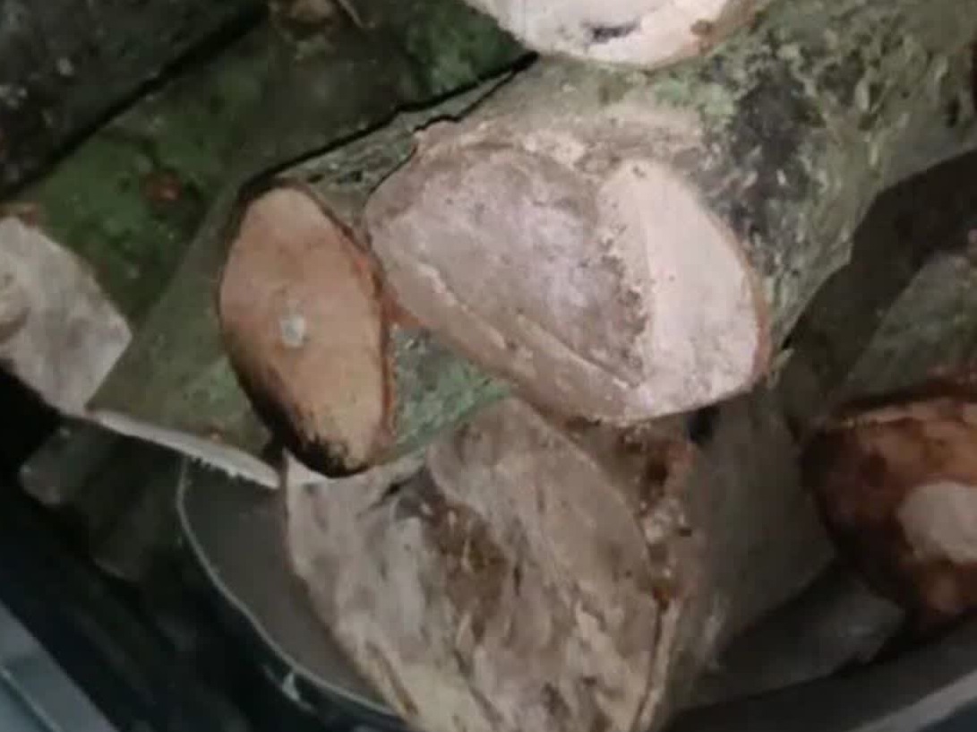 تصویر شاخص